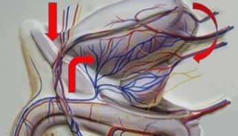 Varicose veins of pelvic veins